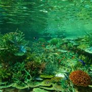 ~名古屋港水族館の魅力~